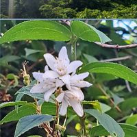 ウツギ,ハゼ,テイカカズラ,ブタナ,ハゼの実の画像