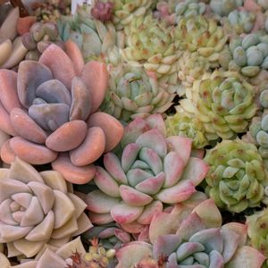 ゆすらうめ,多肉植物,葉挿し,多肉寄せ植え,実生苗の画像