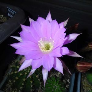 　エキノプシス属,　エキノプシス属,多肉植物,観葉植物,100均の画像