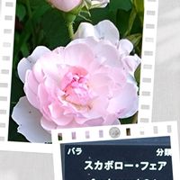 ルリタマアザミ,西洋ニワトコ ブラックレース,ラブリー フェアリー,スカボロー フェア,ザ サン アンド ザ ハートの画像