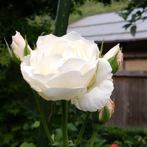 バラ,バラ（薔薇）,挿し木,我が家のお花,おうち園芸の画像