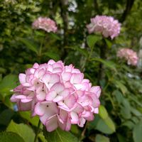 アジサイ,紫陽花,アジサイ 未来,紫陽花 未来,ノリウツギの画像