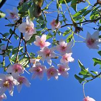 エゴノキ,感謝,花のある暮らし,いつまでも,き　れ　い❤の画像