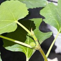 チャイブ,チャイブの花,実のなる植物,お花は癒し,繋がりに感謝の画像
