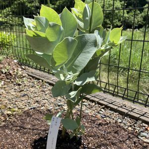 ユーカリ,ユーカリ マクロカルパ,地植え,植物,成長記録の画像