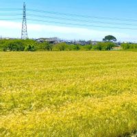 ムギナデシコ,ムシトリナデシコ,ムギ,ムギ,ムギセンノウの画像
