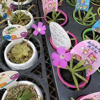 ムシトリスミレ,食虫植物さんの画像
