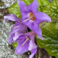 イワタバコ,イワタバコ,イワタバコ,平和を願う,山野草大好きの画像