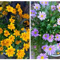 ビデンス,ブラキカム,花のある暮らしの画像