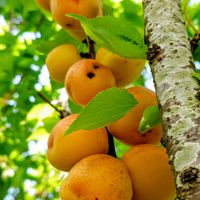 アンズ,杏(あんず),ドライアンズ,杏ジュース,我が家の畑の画像
