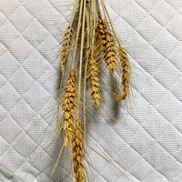 ラベンダー,花かんざし,白いトウモロコシ,新じゃがいも,麦(むぎ)の画像