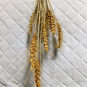 ラベンダー,花かんざし,白いトウモロコシ,新じゃがいも,麦(むぎ)の画像