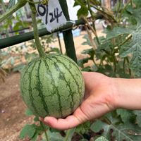 スイカ,千葉県,私のお庭,GSforキッズ,千葉県北西部の画像