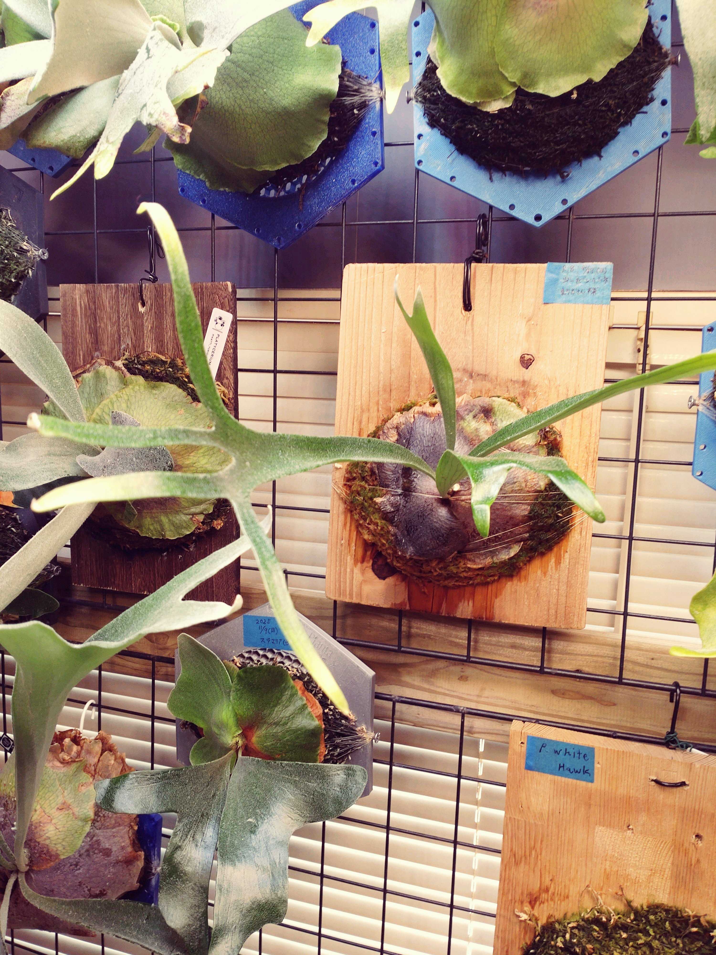 P.willinckii dwarf ビカクシダの森