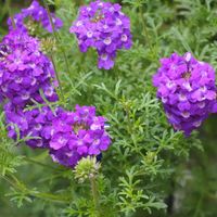 シンビジウム,バーベナ タピアン,庭の花便りの画像