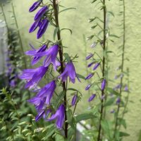 サルビア・ガラニチカ,ハタザオギキョウ,花壇,紫の花,家の庭の画像