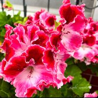 ペラルゴニウム,花のある暮らし,お散歩写真,お花が好き♡,綺麗なお花の画像
