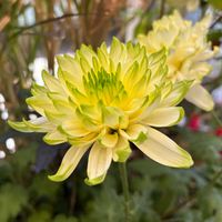 バラ,クリサンセマム,クリサンセマム,花のある暮らし,❤️いいね、ありがとうの画像