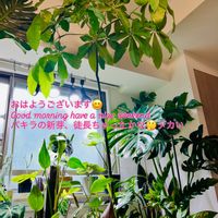 パキラ,ワイルド,森林浴,熱帯植物,癒しの空間の画像