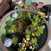 スイレン,ホテイアオイ,ウォーターバコパ,ホテイ草,観察の画像