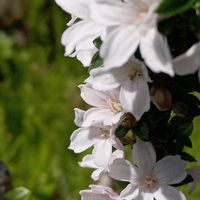 ハクチョウゲ,斑入りハクチョウゲ,白丁花(ハクチョウゲ),ハクチョウゲ（白丁花）,ちっちゃいものクラブの画像