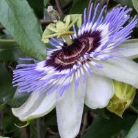 トケイソウ,京都府立植物園,平和を願う☆の画像