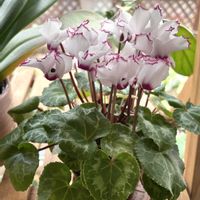 シクラメン,シクラメン,香りシクラメンパリジェンヌ,花のある暮らし,室内園芸の画像