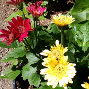ガーベラ,花言葉,プチ家庭菜園,繋がりに感謝✨,しあわせ運べるようにの画像