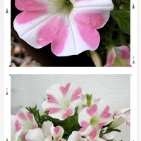 センリョウ,南天の花,サフィニア　モモイロハート,チーム愛知,すずガーデンの画像