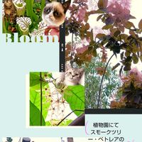 ライスフラワー,ライスフラワー,獅子王丸,植物園,マイガーデンの画像