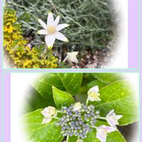 フランネルフラワー,我が家の庭,季節の花,紫陽花 アジサイ あじさい,今日の一枚の画像