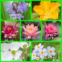 ワスレナグサ,ナガバオモダカ,アサザ,温帯睡蓮 コロラド,温帯睡蓮　サイアムビューティーの画像