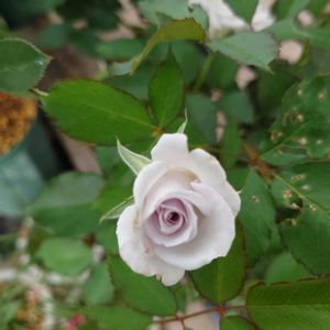 バラ,種まき,家庭菜園,玄関アプローチの画像