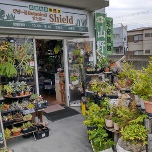 多肉植物,ウラボシ科,ビカクシダ属,食中植物,塊根の画像
