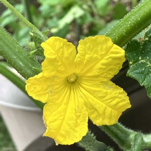 キュウリ,ミニトマト,ミニトマト,キュウリの花,きゅうりの赤ちゃん！の画像