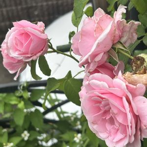 ガーデニング,ウッドデッキ,紫陽花の季節,元気もんエケちゃん,元気もんアガベの画像