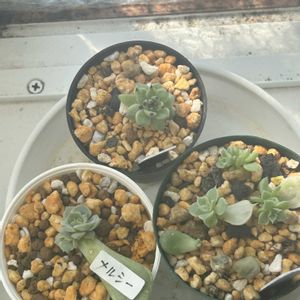 ガーデニング,ウッドデッキ,紫陽花の季節,元気もんエケちゃん,元気もんアガベの画像