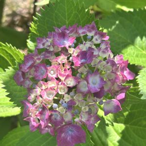 ガーデニング,ウッドデッキ,紫陽花の季節,元気もんエケちゃん,元気もんアガベの画像