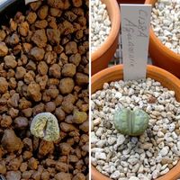 リトープス,多肉植物,リトープス属,多肉男子,群仙園のリトープスの画像