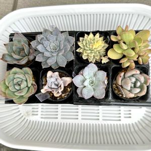 多肉植物いろいろ,多肉植物いろいろ,モミジ・サンゴカク(紅葉・珊瑚閣),多肉棚,植物マルシェの画像
