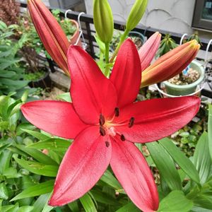 カサブランカ(ｵﾘｴﾝﾀﾙﾘﾘｰ),カサブランカ(ｵﾘｴﾝﾀﾙﾘﾘｰ),カサブランカ(ｵﾘｴﾝﾀﾙﾘﾘｰ),カサブランカ(ｵﾘｴﾝﾀﾙﾘﾘｰ),すかしゆり(ｻﾏｰｸﾞﾗｽﾘﾘｰ)の画像