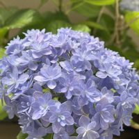 ハイドランジア コットンキャンディ,紫陽花 てまりてまり,母の日プレゼント,紫陽花が好き♡の画像