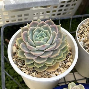 オウンスロー,多肉植物,多肉寄せ植え,エケベリア属,多肉棚の画像