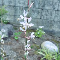 ガウラ,ヤマボウシ,宿根草,常緑ヤマボウシ,プリペットの画像