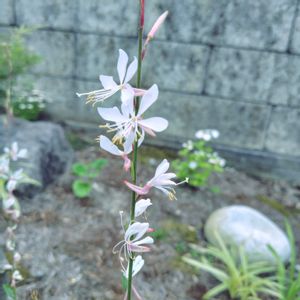 ガウラ,ヤマボウシ,宿根草,常緑ヤマボウシ,プリペットの画像