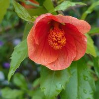 アブチロン,キュンキュン乙女倶楽部,オレンジ色の花も好き,キュンキュン乙女倶楽部No.183,もんもんチャン♡見守り隊の画像