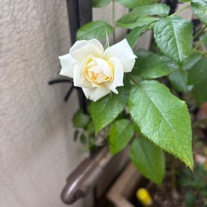 バラ,つるバラ...,薔薇,クラリス,バラ、薔薇、ばらの画像