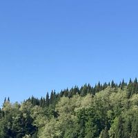 アカシア,オダマキ,コウリンタンポポ,マーガレット,ヒポエステスの画像