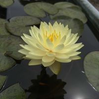 スイレン,睡蓮,温帯スイレンの画像