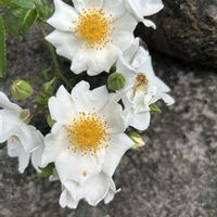 ムラサキシキブ,ヤブムラサキ,テリハノイバラ,ガマズミ の実,紫の花の画像